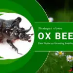 ox beetle care